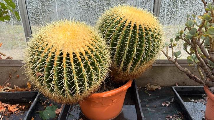 Echinocactus grusonii (schoonmoedersstoel) duo, Huis en Inrichting, Kamerplanten, Cactus, Minder dan 100 cm, Groene kamerplant