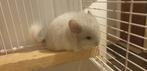 Bebe chinchilla male angora, Dieren en Toebehoren, Knaagdieren, September, Mannelijk, Chinchilla
