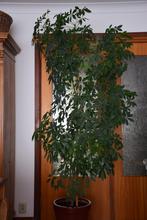 Grote schefflera, Huis en Inrichting, Kamerplanten, Overige soorten, 150 tot 200 cm, In pot, Volle zon