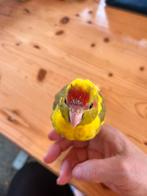 Kakariki-team