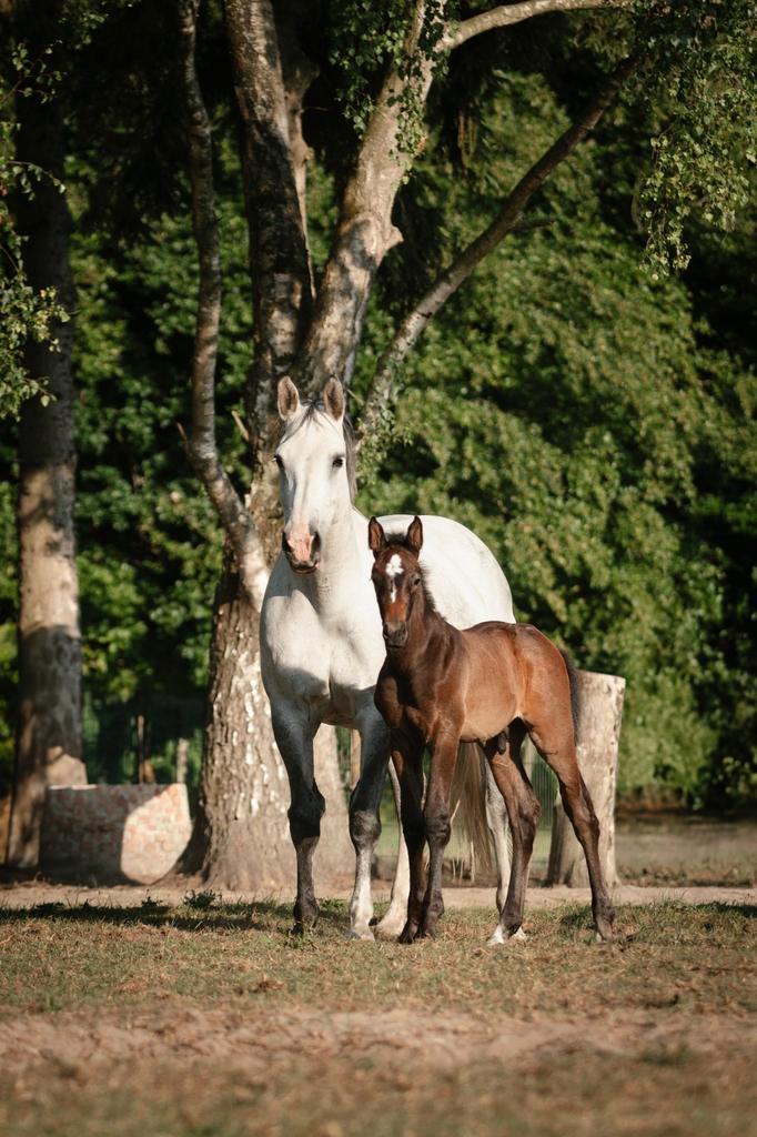 Veulen hengst, Dieren en Toebehoren, Paarden, Hengst, L