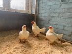 Trio indische vechtkriel, Dieren en Toebehoren, Pluimvee