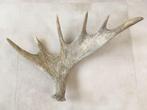 Groot enkel gewei van eland 60 cm, Ophalen of Verzenden, Gebruikt, Hert, Gewei of Kop