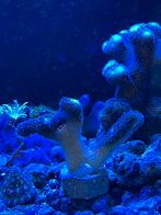Paarse Stylophora koraal zeeaquarium