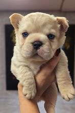 Franse bulldog pups (TOPKWALITEIT), Dieren en Toebehoren, Honden | Bulldogs, Pinschers en Molossers, België, Fokker | Hobbymatig