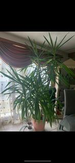 Kamerplant yucca, Huis en Inrichting, Kamerplanten, Yucca, 150 tot 200 cm, Halfschaduw, In pot