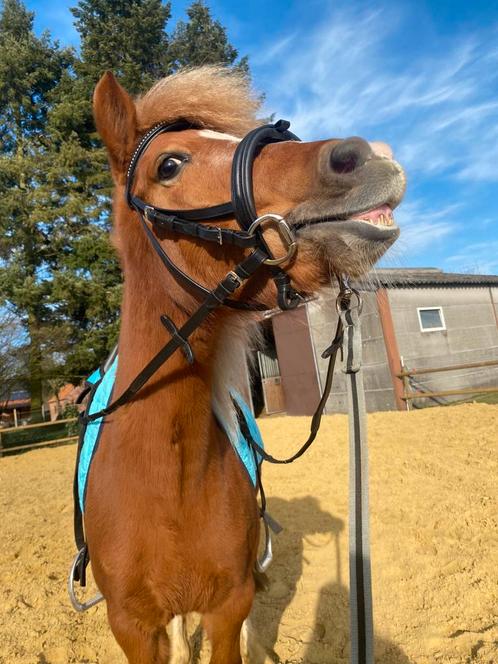 Leuke A-pony zoekt ruitertje!!, Dieren en Toebehoren, Pony's, Merrie