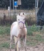 Super lieve speciale aspc amhr bmp nmprs merries en een heng, Merrie, A pony (tot 1.17m), Gechipt, 3 tot 6 jaar