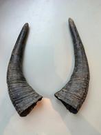 twee hoorns Afrikaans rund, Antiek en Kunst, Ophalen of Verzenden