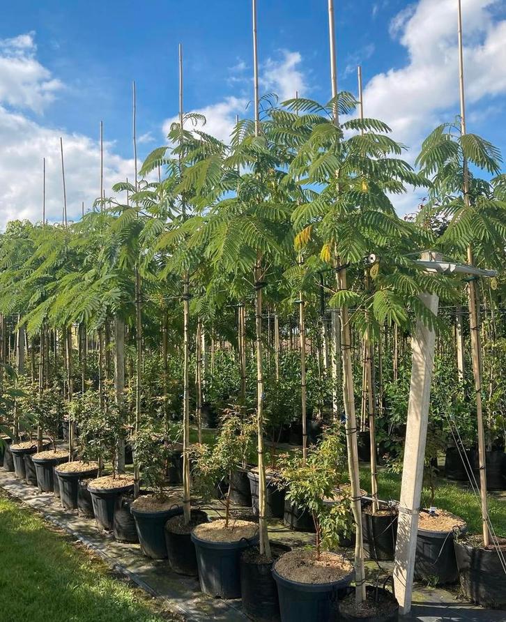 Albizia slaapbomen in verschillende maten, Tuin en Terras, Planten | Bomen, Ophalen of Verzenden