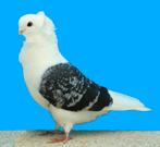 Recherche pigeon cravaté allemand ancien