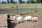 Dwerggeit moeder met 2 jonge bokken te koop, Dieren en Toebehoren, Schapen, Geiten en Varkens, Meerdere dieren, Geit, 0 tot 2 jaar