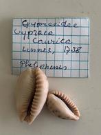 Cypraea, Ophalen
