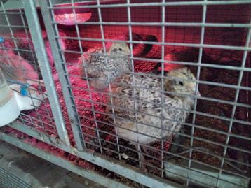 Japanse Kwartels  beschikbaar voor biedingen