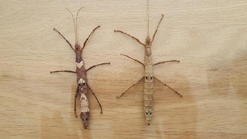 Verschillende soorten wandelende takken, Dieren en Toebehoren, Insecten en Spinnen, Wandelende tak