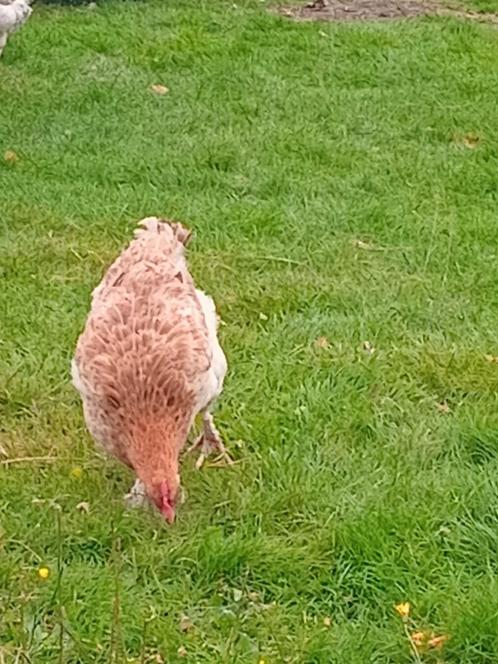 Dieren opvang, Dieren en Toebehoren, Pluimvee