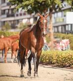 Lieve ruin paard tekoop, Dieren en Toebehoren, Paarden, Gechipt, Ruin, Niet van toepassing, 170 tot 175 cm