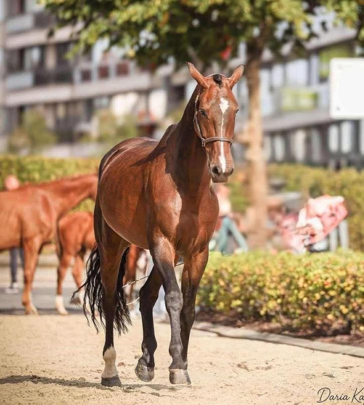 Lieve ruin paard tekoop, Dieren en Toebehoren, Paarden, Ruin, Niet van toepassing, 170 tot 175 cm, 11 jaar of ouder, Recreatiepaard