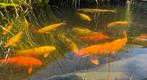 17 koi en 3 steuren