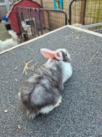 2 lieve duitse reuzen, Dieren en Toebehoren, Groot, 0 tot 2 jaar