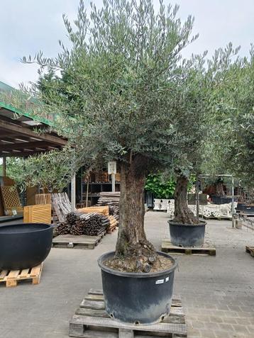 olijfboom bonsai 230L stam 100/120 beschikbaar voor biedingen