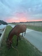 PAARDEN, Dieren en Toebehoren, Paarden, Minder dan 160 cm, Ruin, Niet van toepassing, 11 jaar of ouder