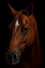 Gezocht halve stal ( niet te koop !), 11 ans ou plus, Débourré, Moins de 160 cm, Cheval western