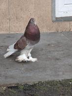 Je suis sur charleroi . Touts les 6 piece 100€, Boulant