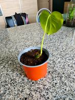 Monstera gatenplant, Huis en Inrichting, Kamerplanten, Ophalen