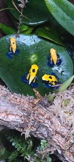 Dendrobates tinctorius citronella