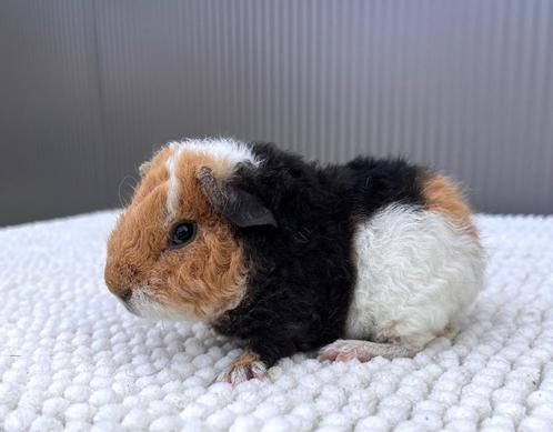 US Teddy Cavia Beertje, Animaux & Accessoires, Rongeurs, Mâle, Cobaye, Domestique