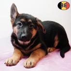 Berger Allemand, Poil Court&Long chiots à vendre (belges), Commerçant, 8 à 15 semaines, Plusieurs, Hépatite contagieuse (maladie de Rubarth)