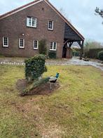 Pauw (mannetje), Boeken, Dieren en Huisdieren, Ophalen