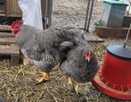 Prachtig "Plymouth Rock" kip fokkoppel te kop - zelden in BE, Poule ou poulet, Plusieurs animaux