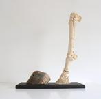 Anatomie model been en hoef van paard taxidermie gebeente, Ophalen of Verzenden, Zo goed als nieuw, Paard