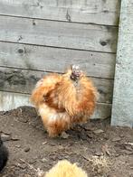 Zeidehoen hanen krulveer, Dieren en Toebehoren, Pluimvee