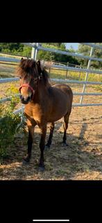 Miniatuurpaard dekhengst / kinderpony / menpony te koop, Dieren en Toebehoren, Pony's, Gechipt, Niet van toepassing, Hengst, A pony (tot 1.17m)