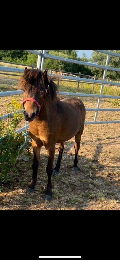 Miniatuurpaard dekhengst / kinderpony / menpony te koop, Dieren en Toebehoren, Pony's, Hengst, Niet van toepassing, A pony (tot 1.17m)