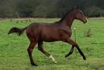 Beloftevol hengstenveulen, Springpaard, Minder dan 160 cm, Gechipt, Niet van toepassing