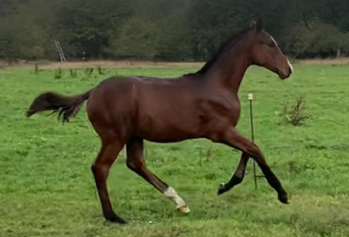 Beloftevol hengstenveulen, Dieren en Toebehoren, Paarden, Hengst, Niet van toepassing, Minder dan 160 cm, 0 tot 2 jaar, Springpaard