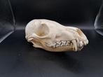 Crâne de renard 2, Collections, Collections Animaux, Comme neuf, Crâne, Animal sauvage, Enlèvement ou Envoi
