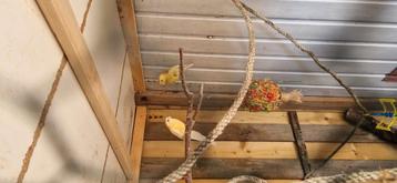Koppel roodruggen, Plusieurs animaux