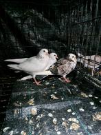 3 jongen duiven te koop, Dieren en Toebehoren