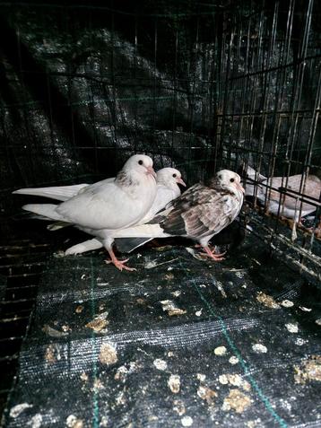 3 jongen duiven te koop beschikbaar voor biedingen