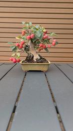 Div. bonsai, Tuin en Terras, Ophalen of Verzenden