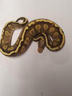 Ball python ghi mojave pastel yellowbelly het clown  0.1, Animaux & Accessoires, Reptiles & Amphibiens