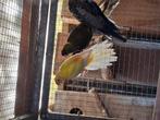 Geel oranje ino poppen, Dieren en Toebehoren, Vogels | Parkieten en Papegaaien, Geringd