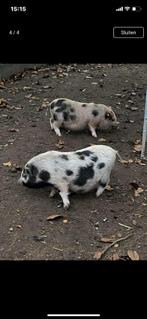 Mini varkentjes, Dieren en Toebehoren, Schapen, Geiten en Varkens