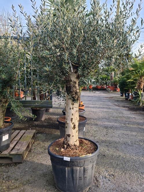 Olijfboom Olea Europaea, Tuin en Terras, Planten | Bomen, Olijfboom, Ophalen