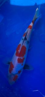 Showa, Dieren en Toebehoren, Vissen | Vijvervissen